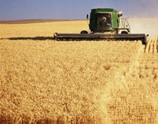 Soybean Supplier seller Soybean Supplier seller
