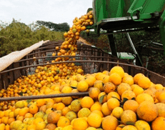 Orange Supplier seller Orange Supplier seller