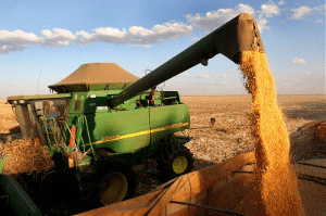 Yellow Corn Harvest Yellow Corn Harvest