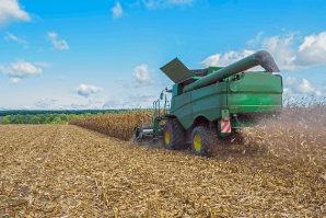 Yellow Corn Harvest Yellow Corn Harvest